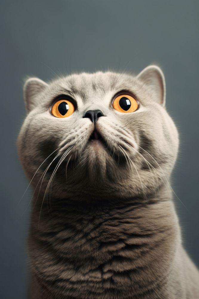 Scottish fold cat portrait animal mammal. AI generated Image by rawpixel.