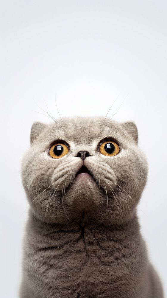Scottish fold cat looking up portrait animal mammal. AI generated Image by rawpixel.