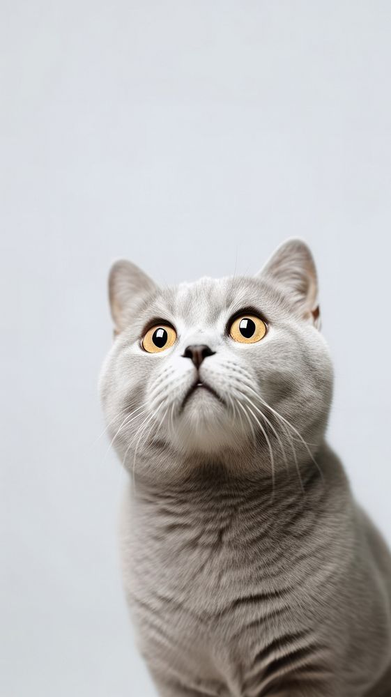 Scottish fold cat looking up portrait animal mammal. AI generated Image by rawpixel.