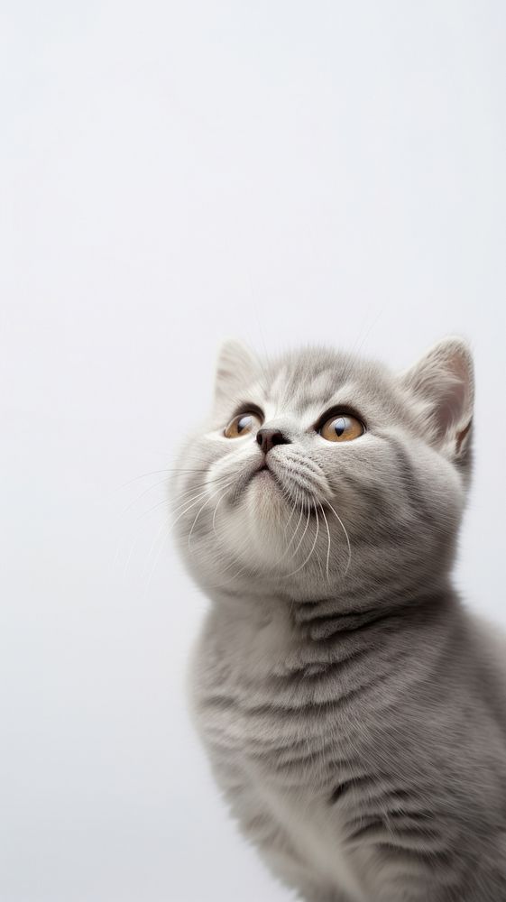 Scottish fold cat looking up to the top portrait animal mammal. AI generated Image by rawpixel.