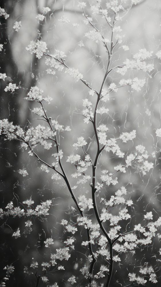 Frosted black glass outdoors blossom nature. AI generated Image by rawpixel.