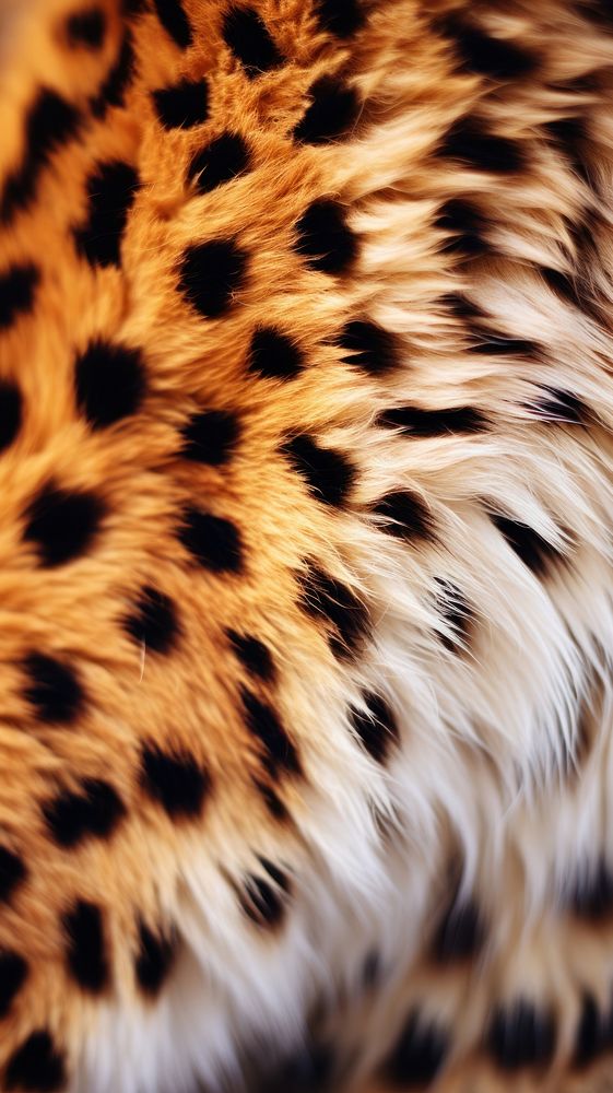 Cheetah fur wildlife leopard animal. AI generated Image by rawpixel.