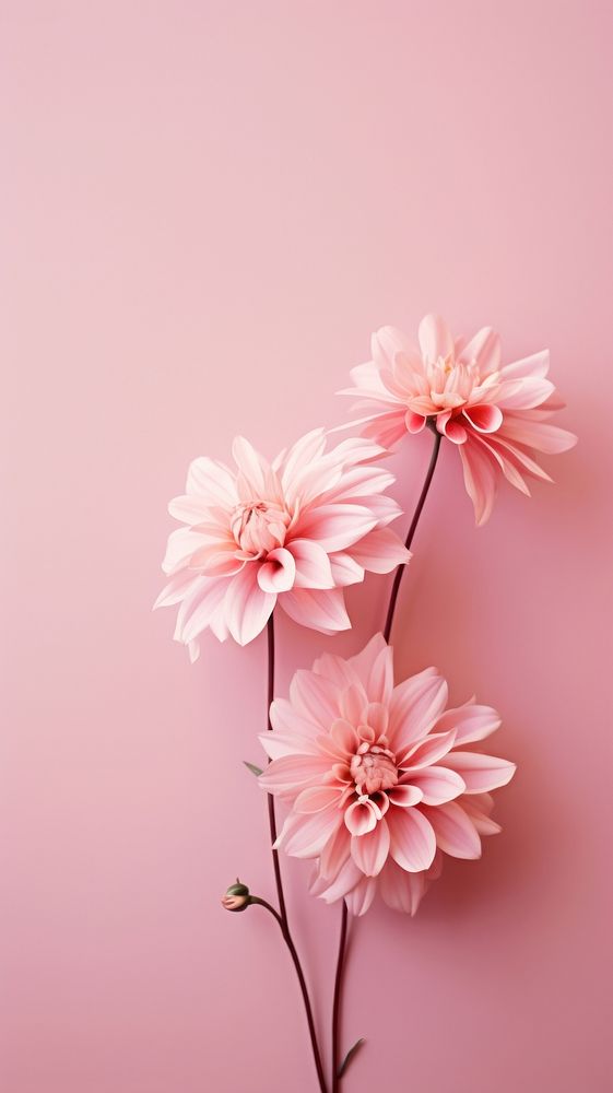 Beautiful flower pink wallpaper blossom petal plant. AI generated Image by rawpixel.