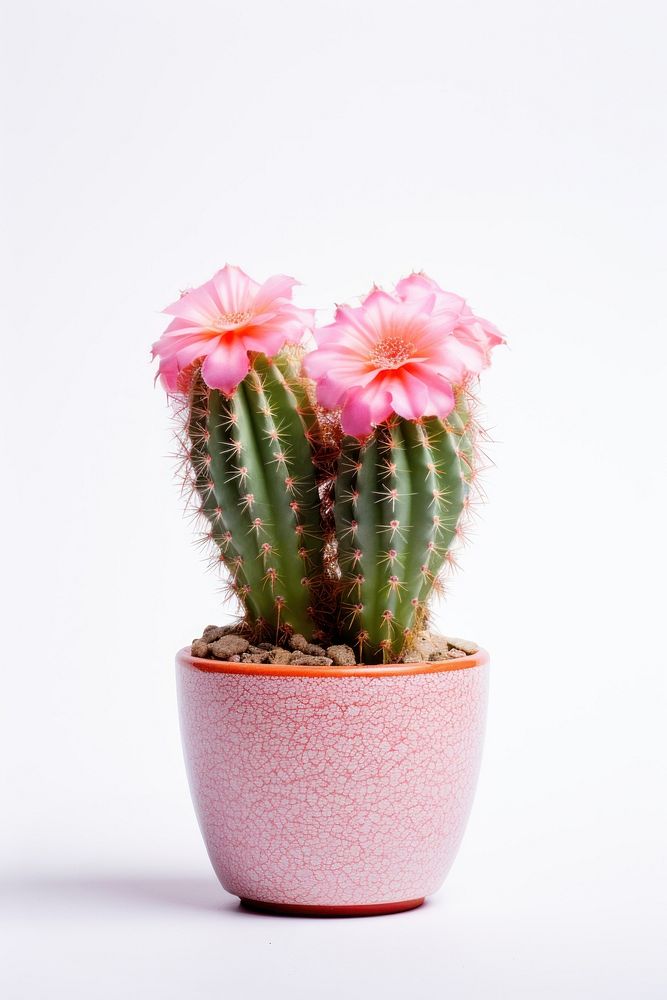 A cactus with flower plant white background inflorescence. AI generated Image by rawpixel.