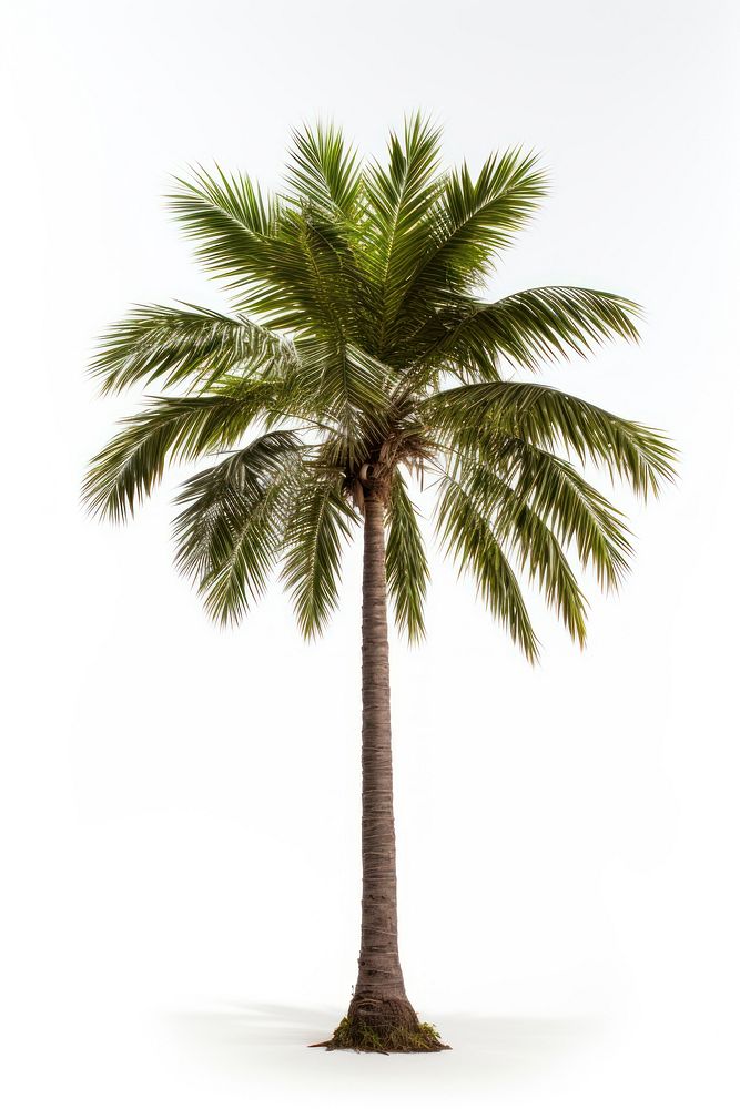 A palm Tree tree plant white background. AI generated Image by rawpixel.