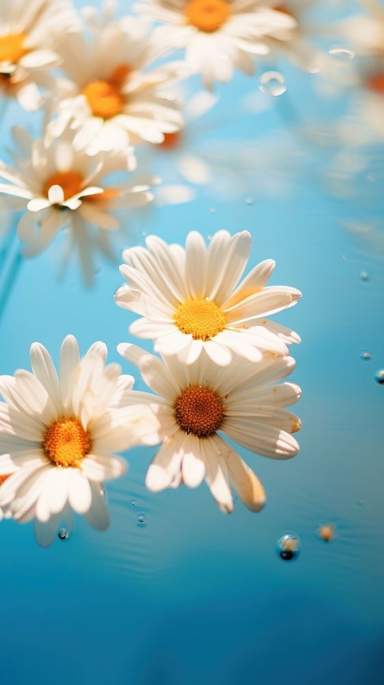 Daisy flowers outdoors blossom nature. AI generated Image by rawpixel.
