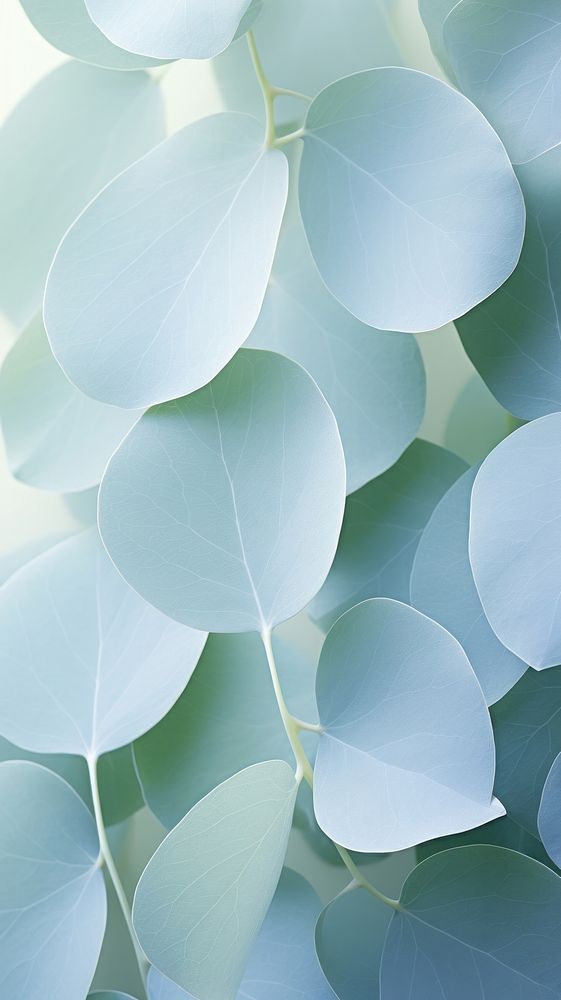 Eucalyptus leaves backgrounds plant leaf. AI generated Image by rawpixel.