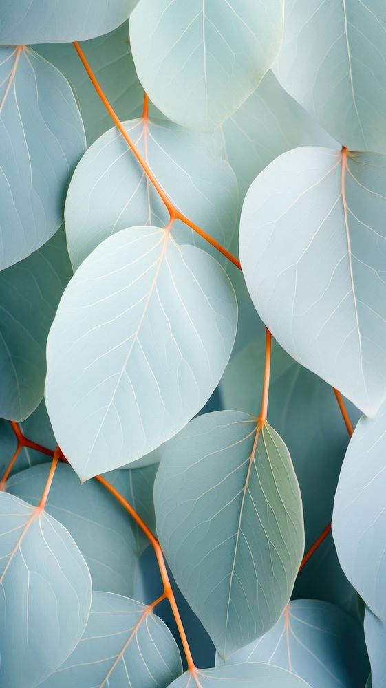 Eucalyptus leaves backgrounds outdoors plant. AI generated Image by rawpixel.