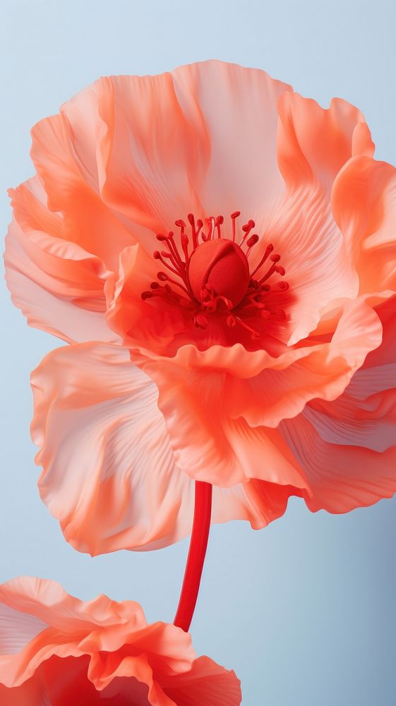 Poppy blossom flower petal. AI generated Image by rawpixel.