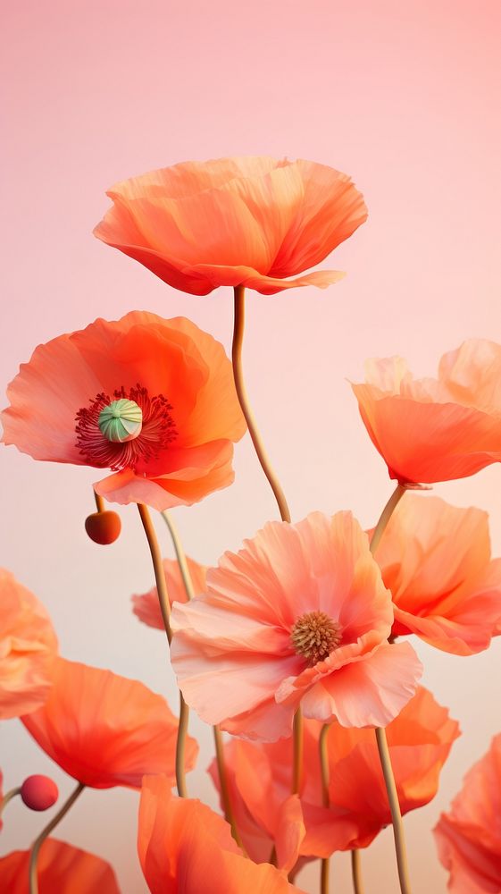 Poppy flowers blossom petal plant. AI generated Image by rawpixel.