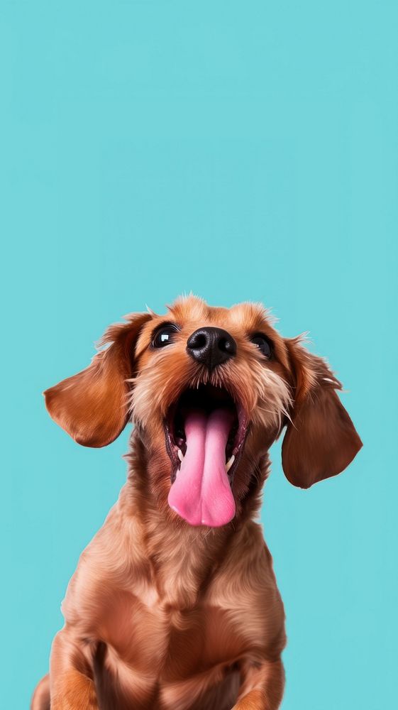 A dog lick the camera front view mammal animal puppy. AI generated Image by rawpixel.