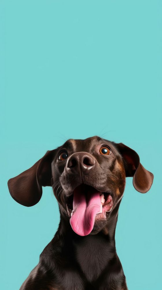 A dog lick the camera front view animal mammal pet. AI generated Image by rawpixel.