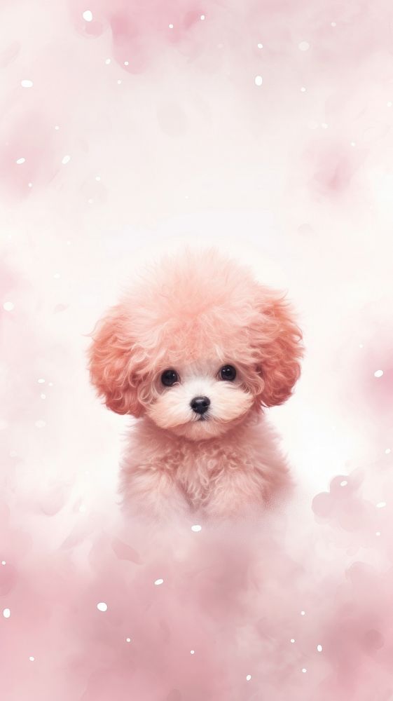 Baby poodle mammal animal puppy. AI generated Image by rawpixel.