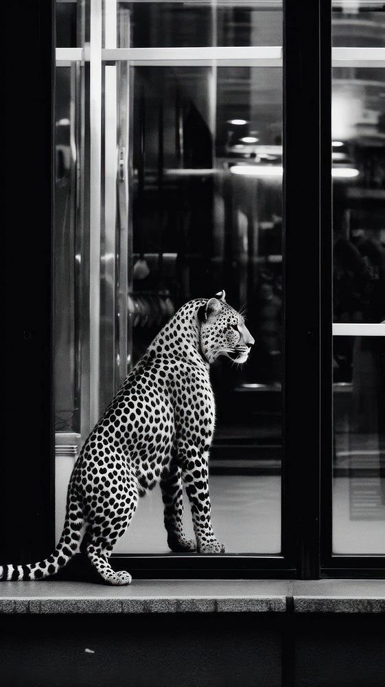 A cheetah in front of the shop in the city wildlife leopard animal. 