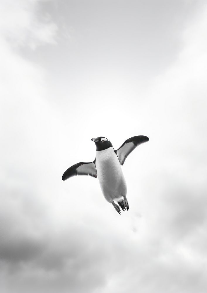 A penguin and the sky animal motion flying. 