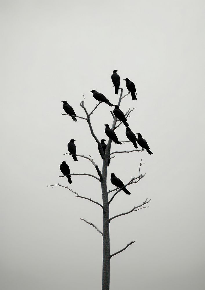 Crows on the sky silhouette animal black. 