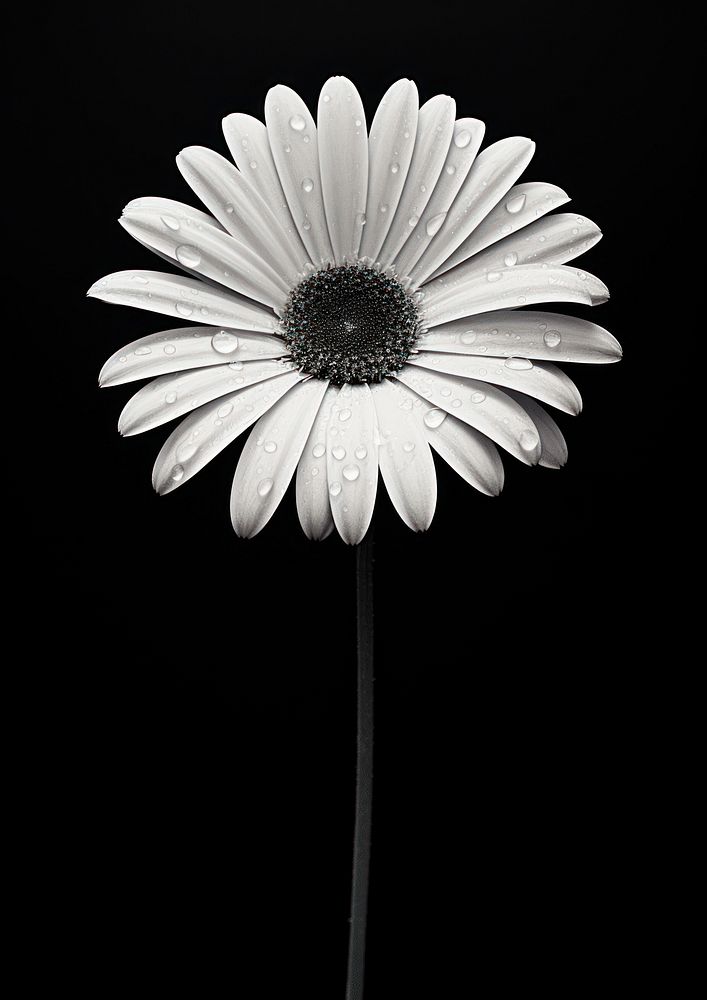 Daisy flower petal plant white. AI generated Image by rawpixel.