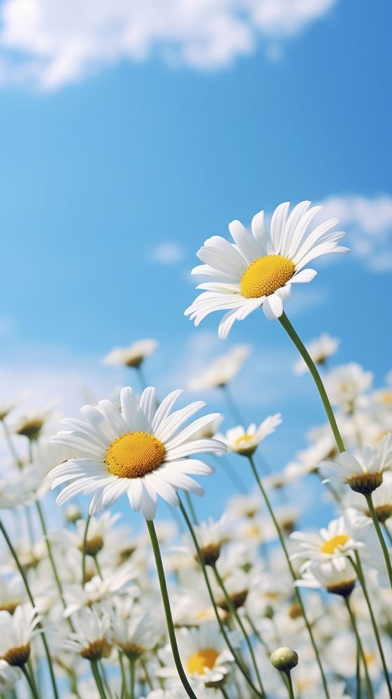 Field of daisy sky outdoors blossom. AI generated Image by rawpixel.