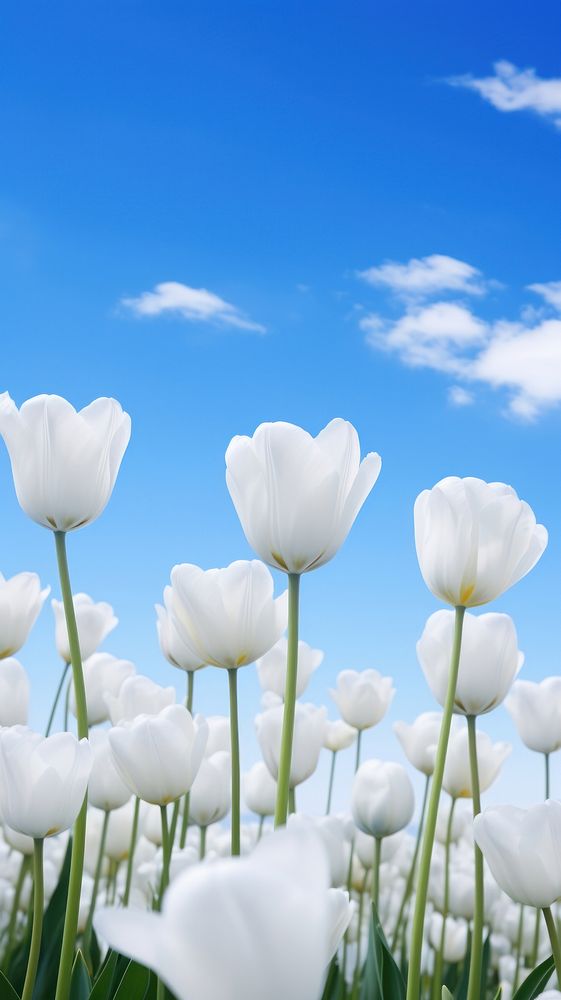 Field of white tulips sky backgrounds outdoors. AI generated Image by rawpixel.
