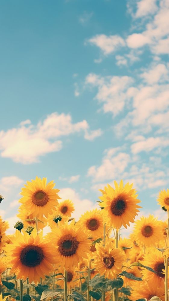 Field ofsunflower sky backgrounds outdoors. AI generated Image by rawpixel.