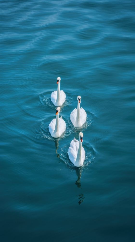 Geese on the water outdoors animal nature. AI generated Image by rawpixel.