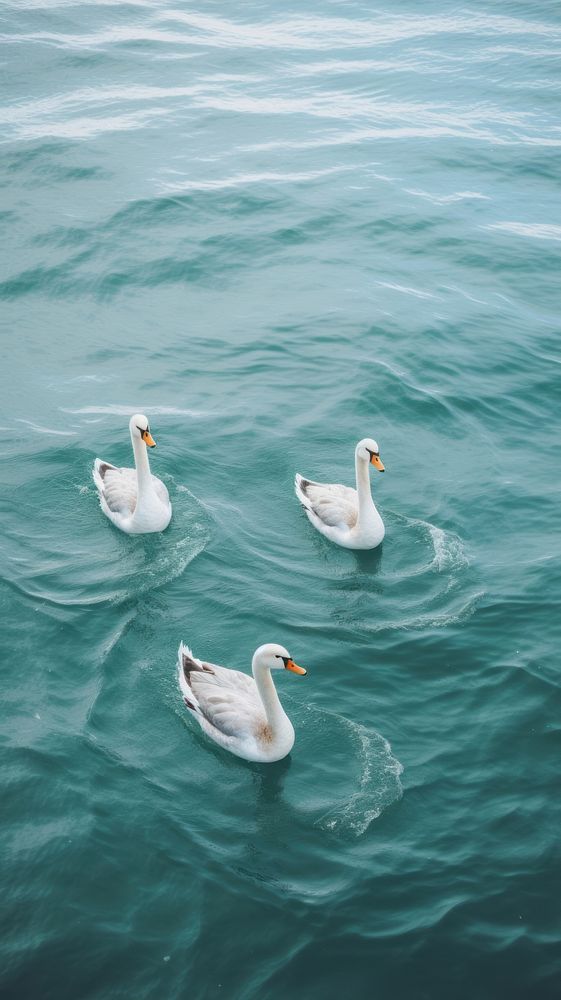 Geese on the water outdoors animal nature. AI generated Image by rawpixel.