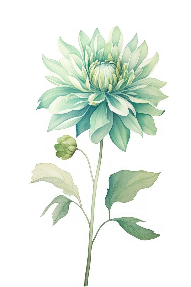 Green flower drawing dahlia plant. AI generated Image by rawpixel.