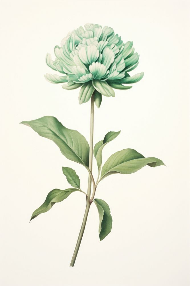 Green flower drawing sketch plant. AI generated Image by rawpixel.