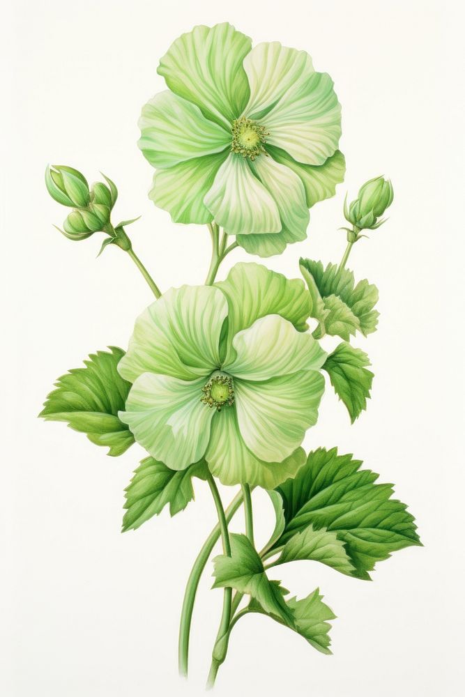 Green flower drawing sketch plant. AI generated Image by rawpixel.