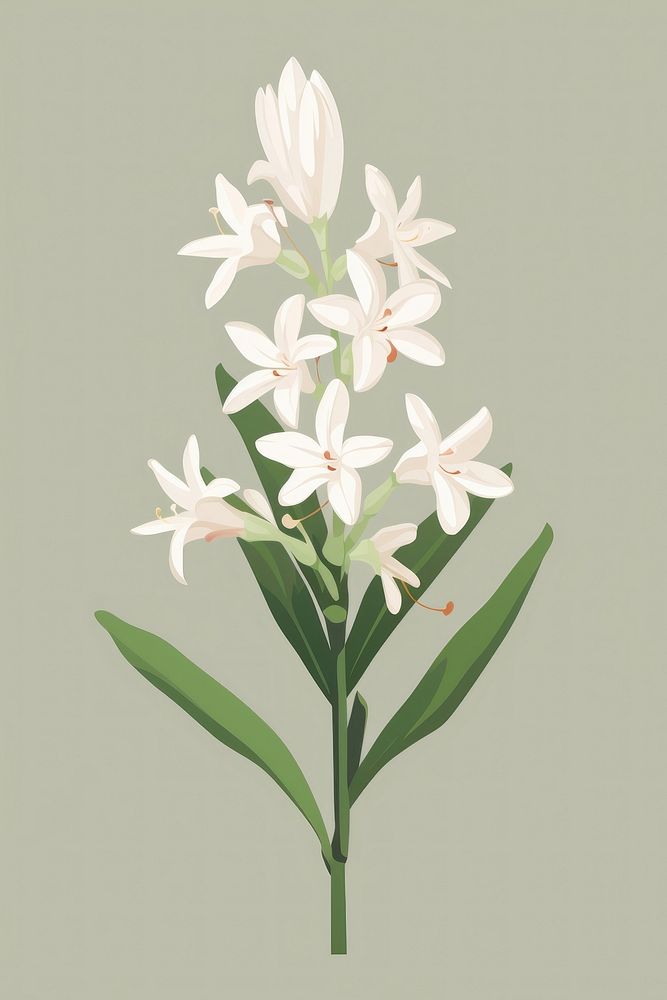 Tuberose blossom flower plant. AI generated Image by rawpixel.