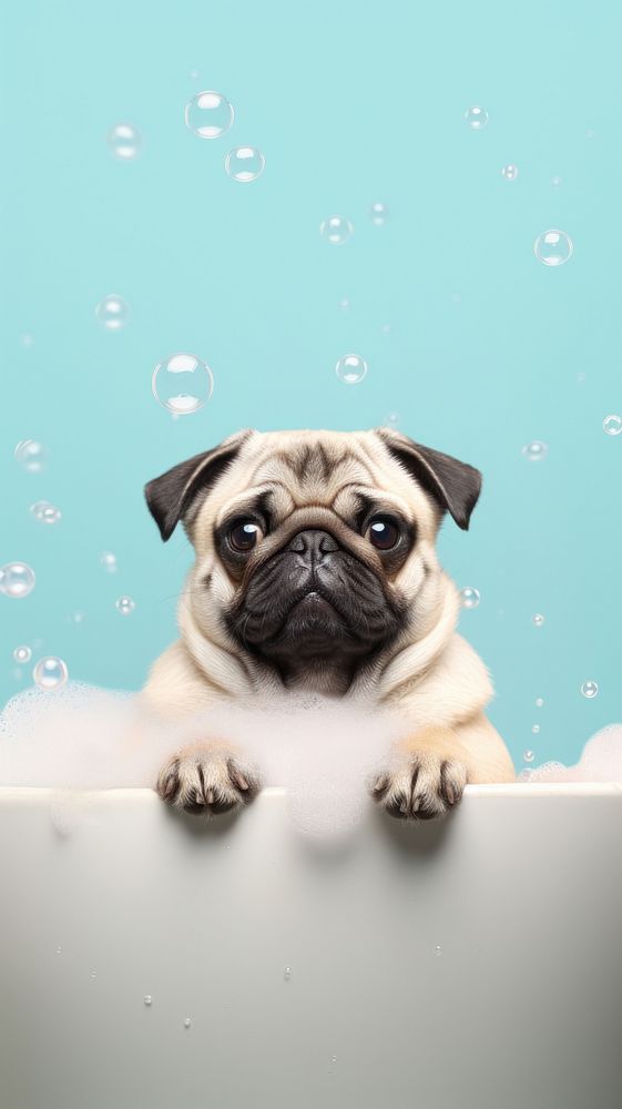 Pug dog portrait animal. AI generated Image by rawpixel.