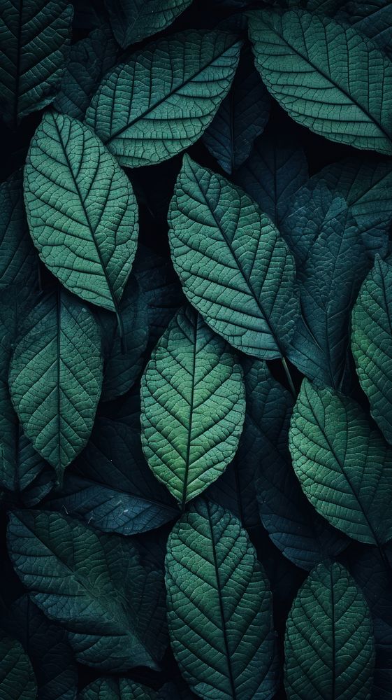 Leaf wallpaper backgrounds plant textured. AI generated Image by rawpixel.