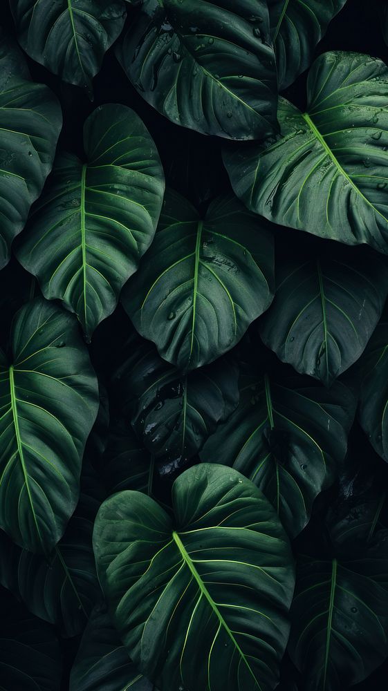 Leaf wallpaper backgrounds plant xanthosoma. AI generated Image by rawpixel.