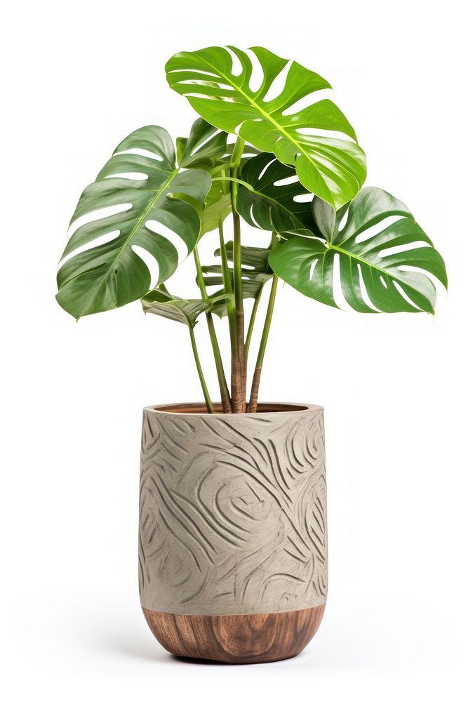 Monstera tree plant leaf vase. AI generated Image by rawpixel.