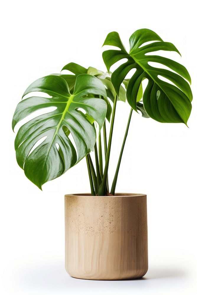 Monstera tree plant leaf wood. AI generated Image by rawpixel.