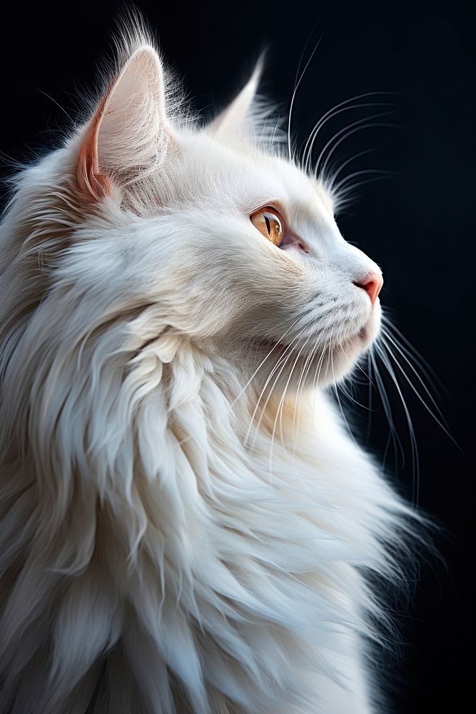 White cat mammal animal pet. AI generated Image by rawpixel.