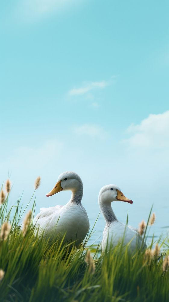White ducks in a meadow outdoors animal goose. AI generated Image by rawpixel.