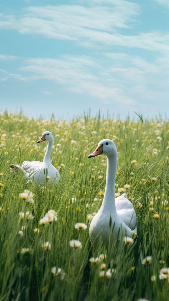 White ducks in a meadow outdoors nature animal. AI generated Image by rawpixel.