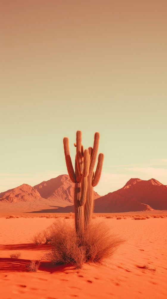 A cactus at desert outdoors nature tranquility. AI generated Image by rawpixel.