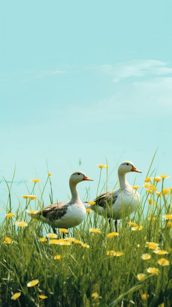 Ducks in a meadow grassland outdoors nature. AI generated Image by rawpixel.