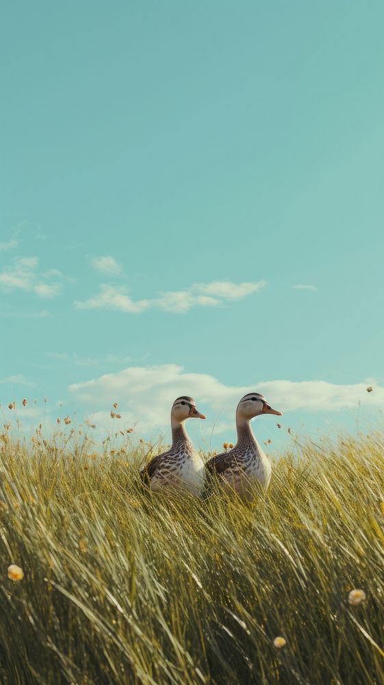 Ducks in a meadow grassland outdoors nature. AI generated Image by rawpixel.