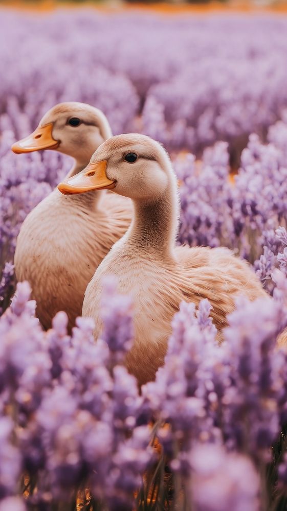 Ducks lavender animal flower. AI generated Image by rawpixel.