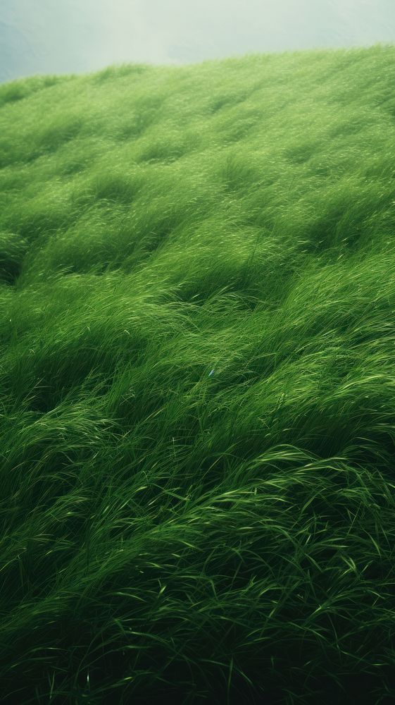 Greengrass field nature plant tranquility. AI generated Image by rawpixel.