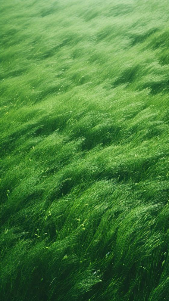 Greengrass field nature outdoors plant. AI generated Image by rawpixel.