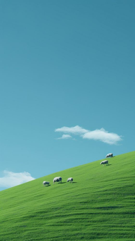 White sheep grazing on a lush green field grassland outdoors pasture. 