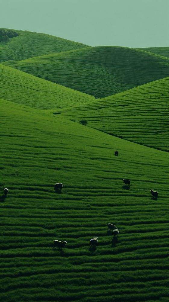 Black sheep grazing on a lush green field agriculture landscape grassland. AI generated Image by rawpixel.