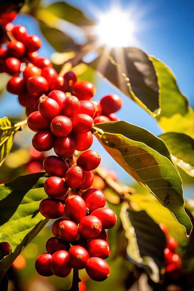 Branches loaded with coffee cherries plant outdoors nature. AI generated Image by rawpixel.