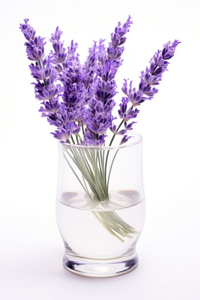 Lavender flower glass plant. AI generated Image by rawpixel.