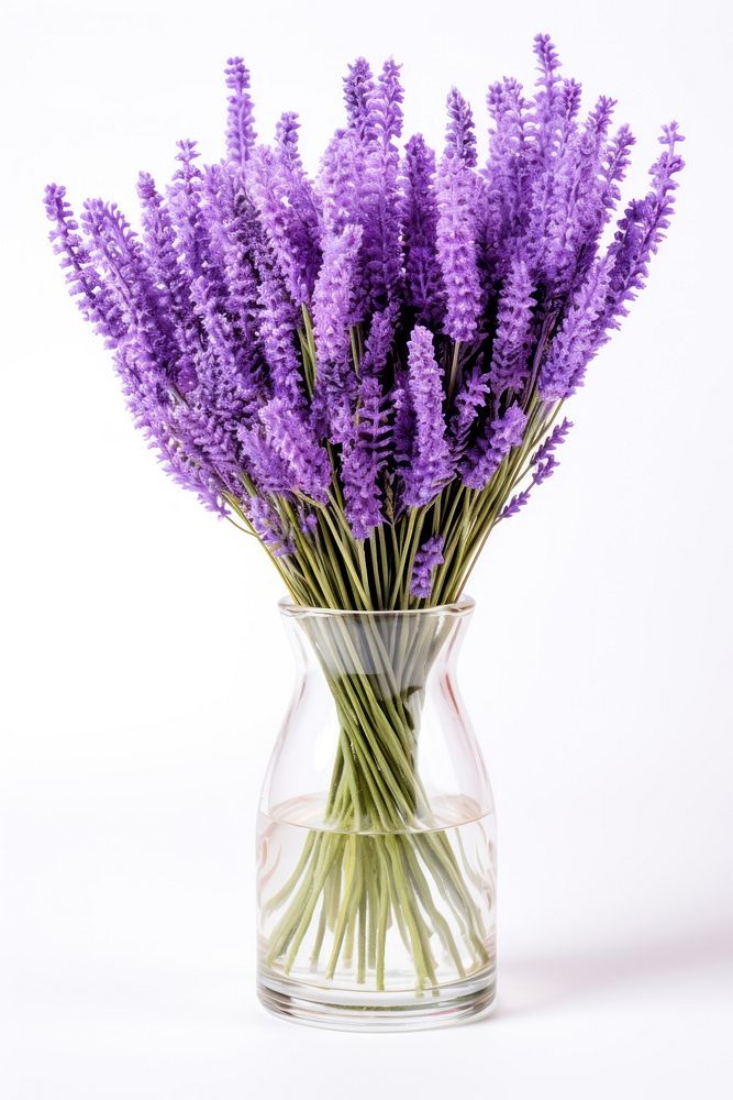 Lavender flower plant glass. AI generated Image by rawpixel.