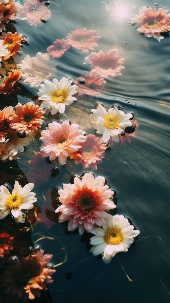 Flowers in water outdoors nature petal. AI generated Image by rawpixel.